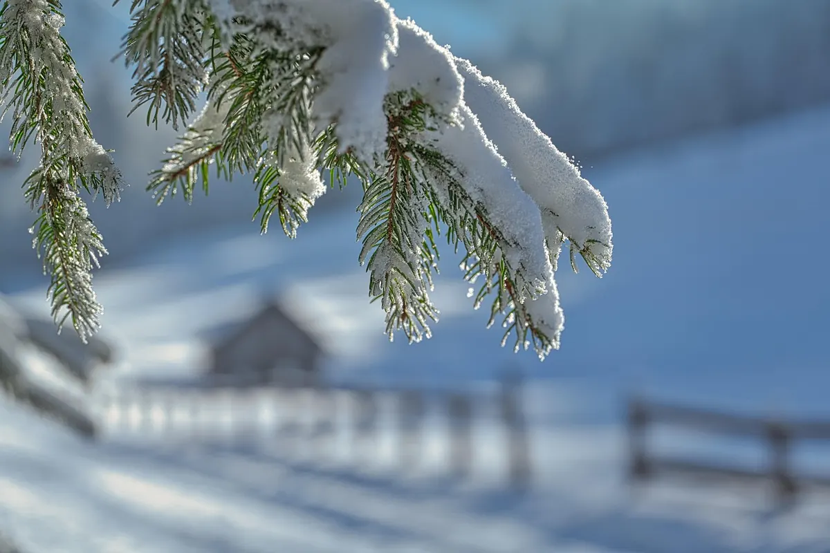Winterising Your Beehive in Scotland: A Month-by-Month Checklist